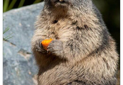 20091003-24 0361-Au Parc de Sainte Croix Marmotte