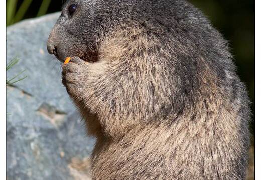 20091003-25 0362-Au Parc de Sainte Croix Marmotte
