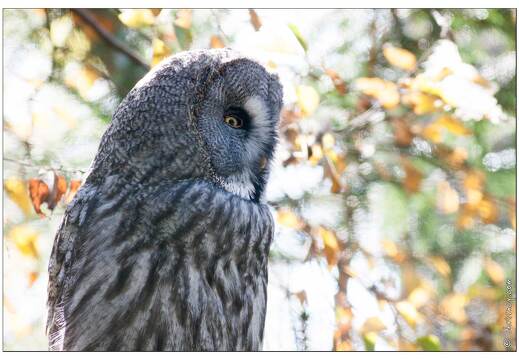 20091003-26 0386-Au Parc de Sainte Croix chouette de l oural