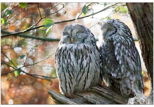 20091003-27 0392-Au Parc de Sainte Croix chouette de l oural