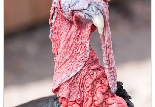 20091003-29 0423-Au Parc de Sainte Croix dindon