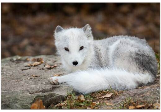 20091003-28 0415-Au Parc de Sainte Croix renard polaire