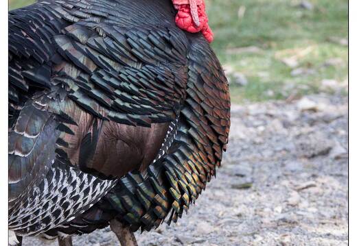 20091003-30 0428-Au Parc de Sainte Croix dindon