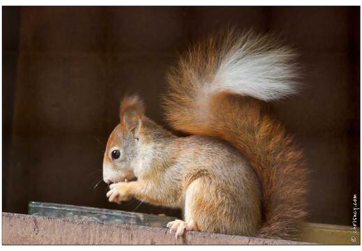 20091003-32 0505-Au Parc de Sainte Croix ecureuil
