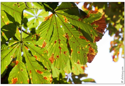 20090927-9586-Automne