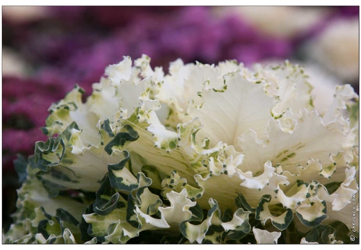 20091025-2106-Nancy jardin ephemere