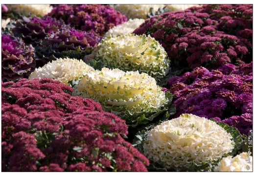 20091025-2107-Nancy jardin ephemere