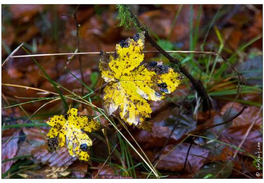 20091107-0299-Feuille