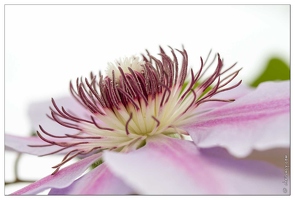 20100529-2695-Clematite