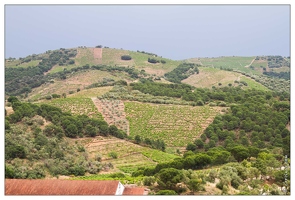 20100611-10 3600-Route de la Madeloque Le vignoble Banyuls