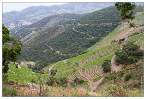 20100611-14 3608-Route de la Madeloque Le vignoble Banyuls