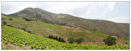 20100611-16 3611-Route de la Madeloque Le vignoble Banyuls pano