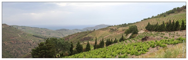 20100611-17 3614-Route de la Madeloque Le vignoble Banyuls pano