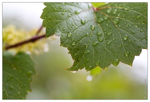 20100606-2840-Feuilles mouillees