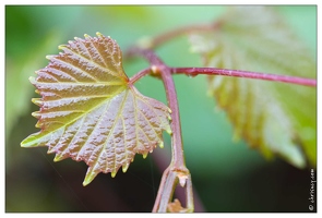 20100606-2853-Feuilles mouillees