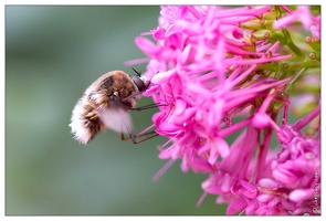 20100606-2920-Bombyle