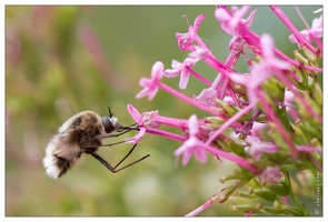 20100606-2931-Bombyle