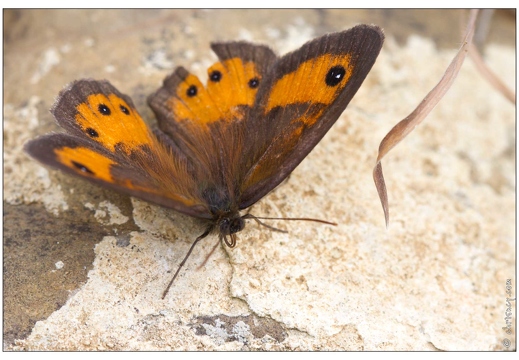20100606-2952-Papillon Amaryllis d Espagne
