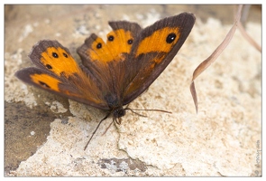 20100606-2952-Papillon Amaryllis d Espagne