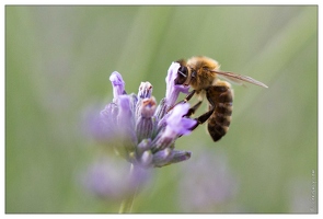 20100616-4375-Abeille