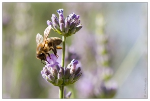 20100616-4405-Abeille