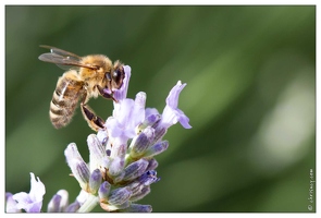 20100616-4437-Abeille