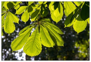 20100626-4730-Feuilles