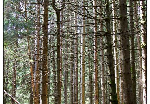 20100704-06 4909-Sapin