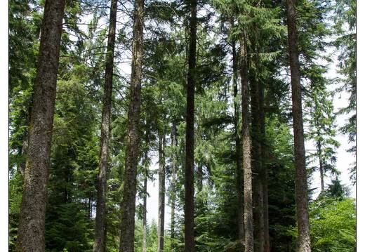 20100704-08 4876-Foret de Merelle