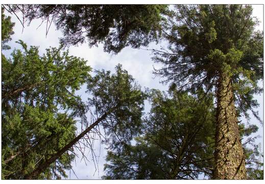 20100704-10 4877-Foret de Merelle