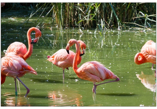 Villars les Dombes Parc aux oiseaux 2010
