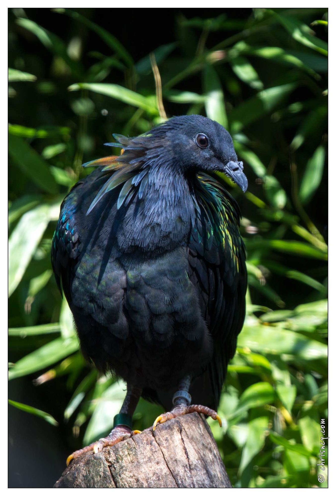 20100817-6878-Parc_aux_Oiseaux_Pigeon_Nicobare.jpg