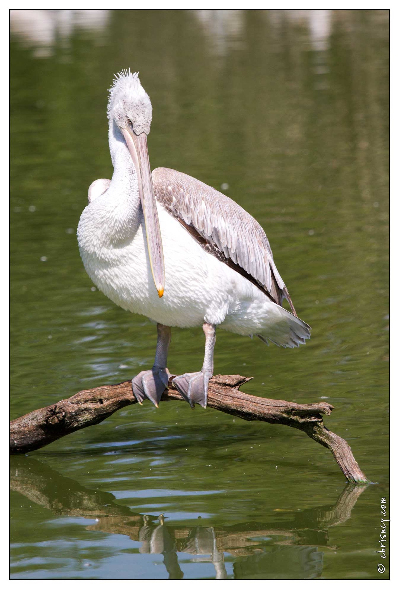 20100817-6883-Parc_aux_Oiseaux_Pelican_frise.jpg