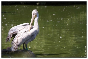 20100817-6892-Parc aux Oiseaux Pelican frise