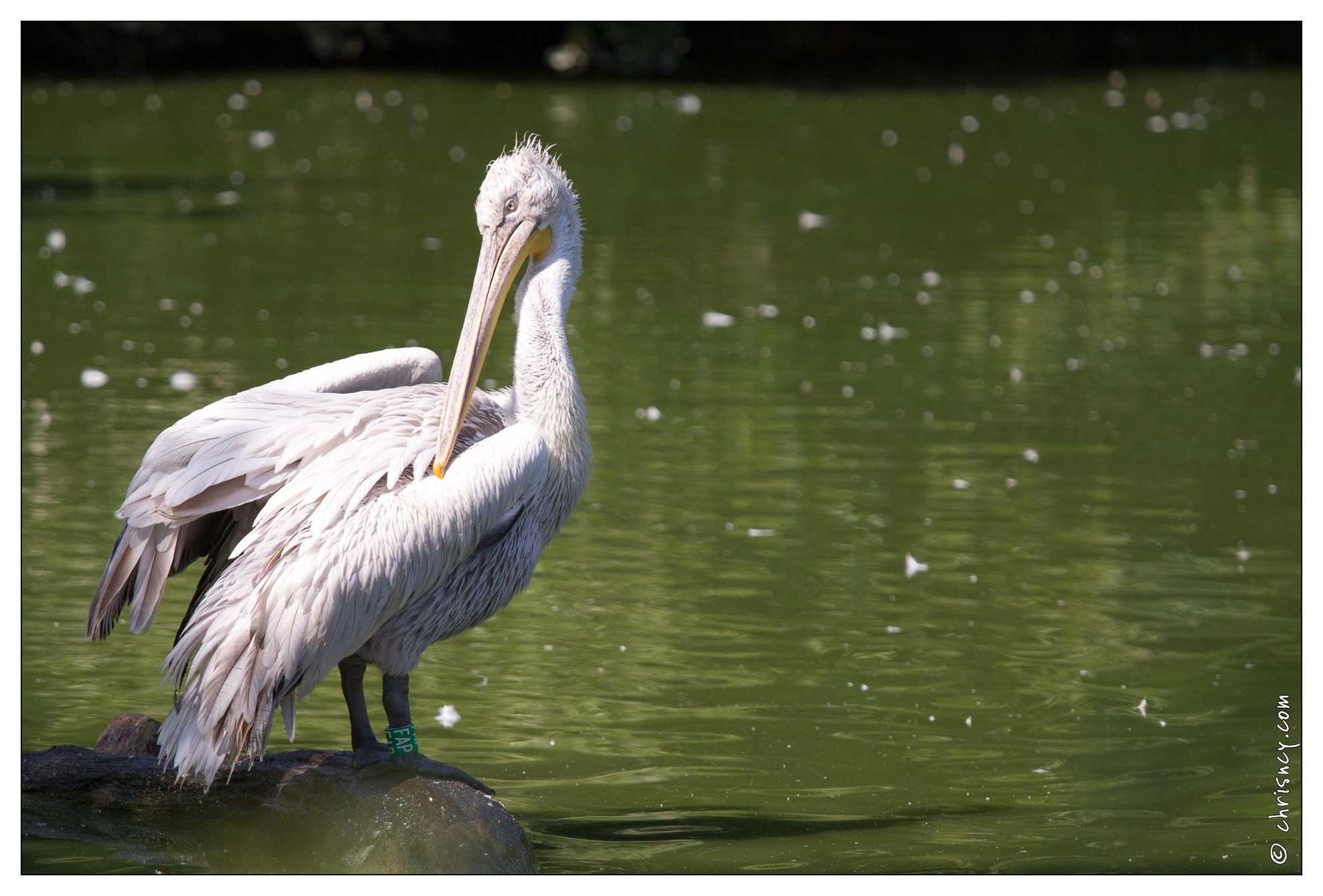 20100817-6892-Parc_aux_Oiseaux_Pelican_frise.jpg