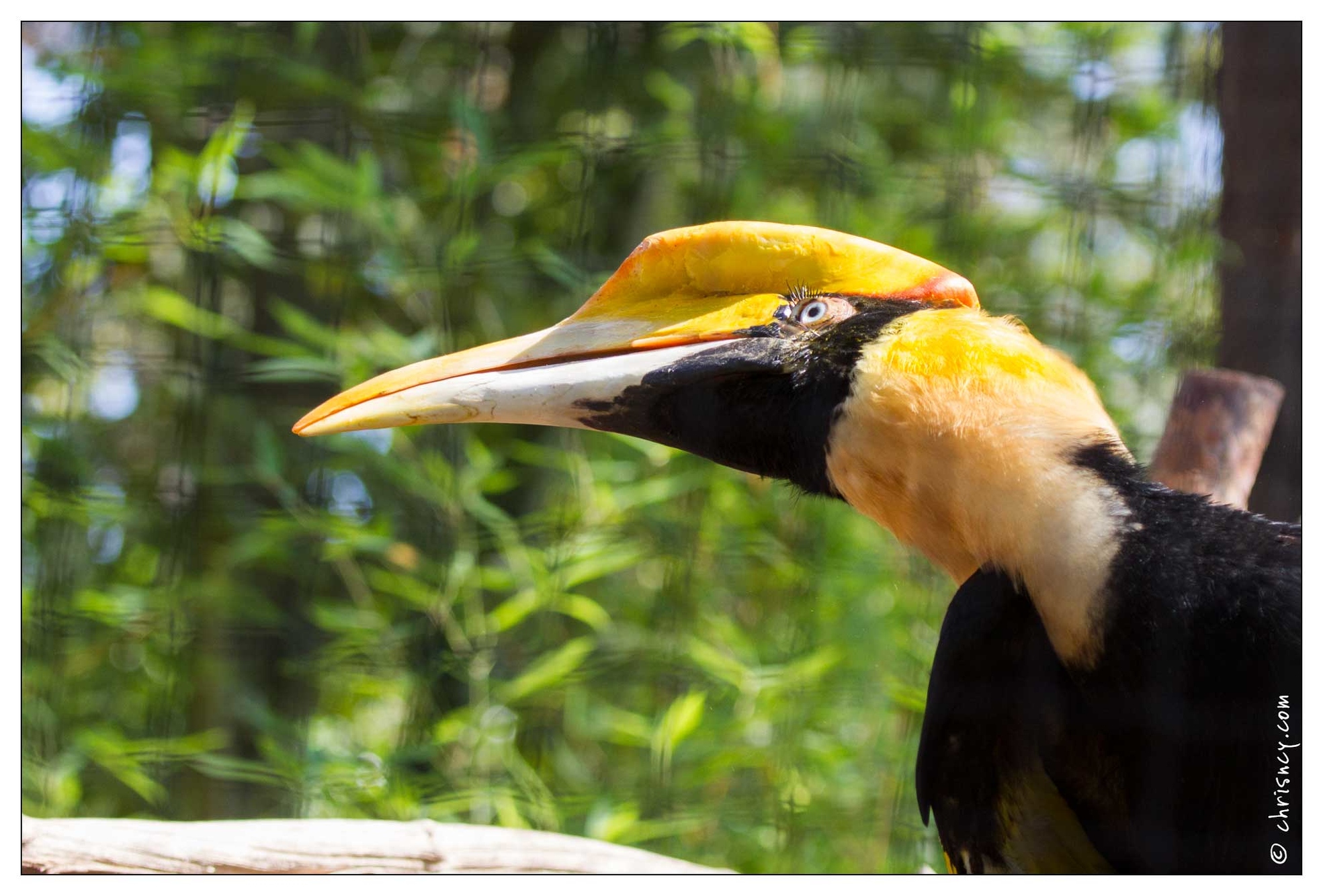 20100817-6915-Parc_aux_Oiseaux_Calao.jpg