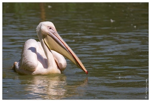 20100817-6954-Parc aux Oiseaux Pelican blanc