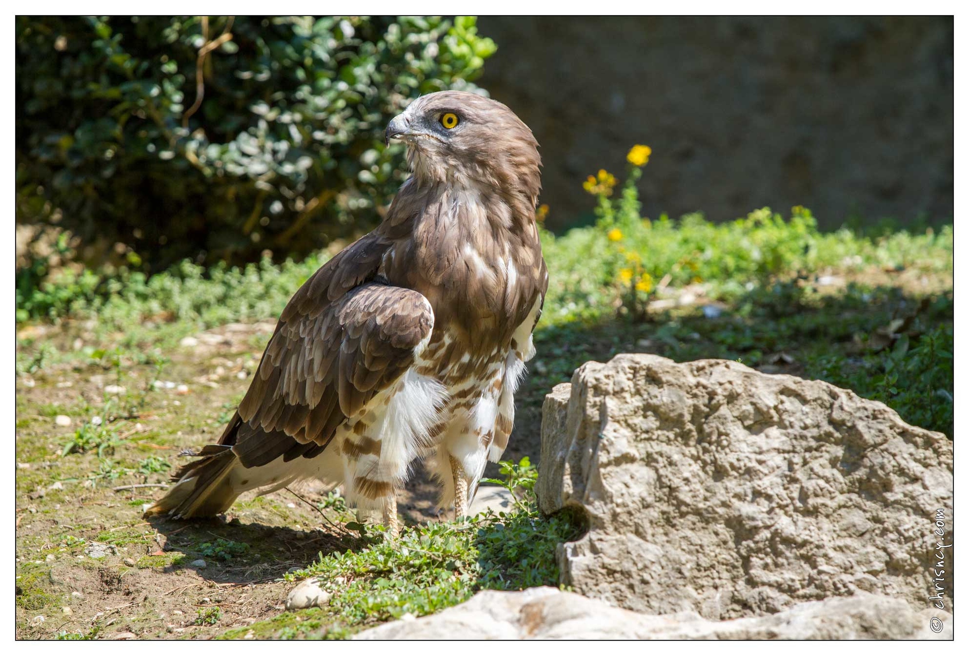 20100817-7010-Parc_aux_Oiseaux.jpg