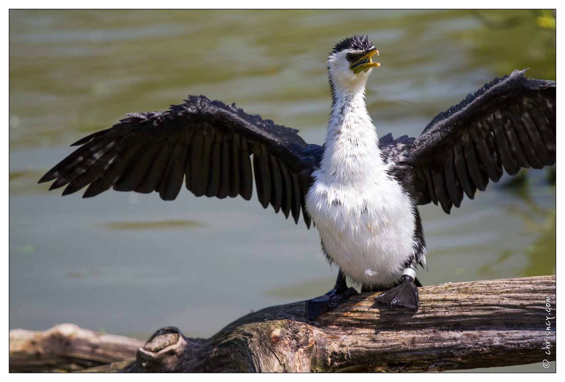 20100817-7078-Parc_aux_Oiseaux_Cormoran_noir_et_blanc.jpg