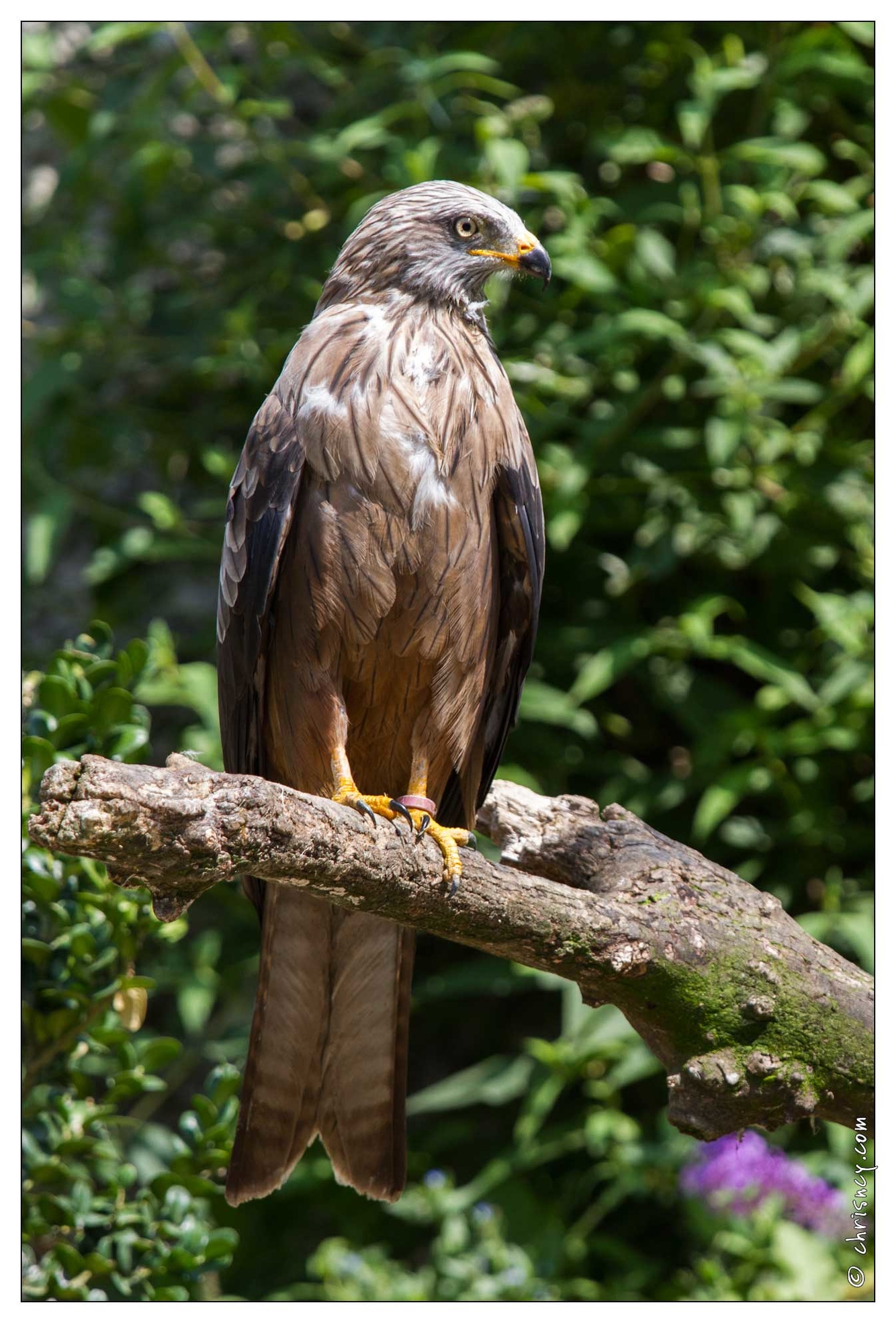 20100817-7044-Parc_aux_Oiseaux.jpg