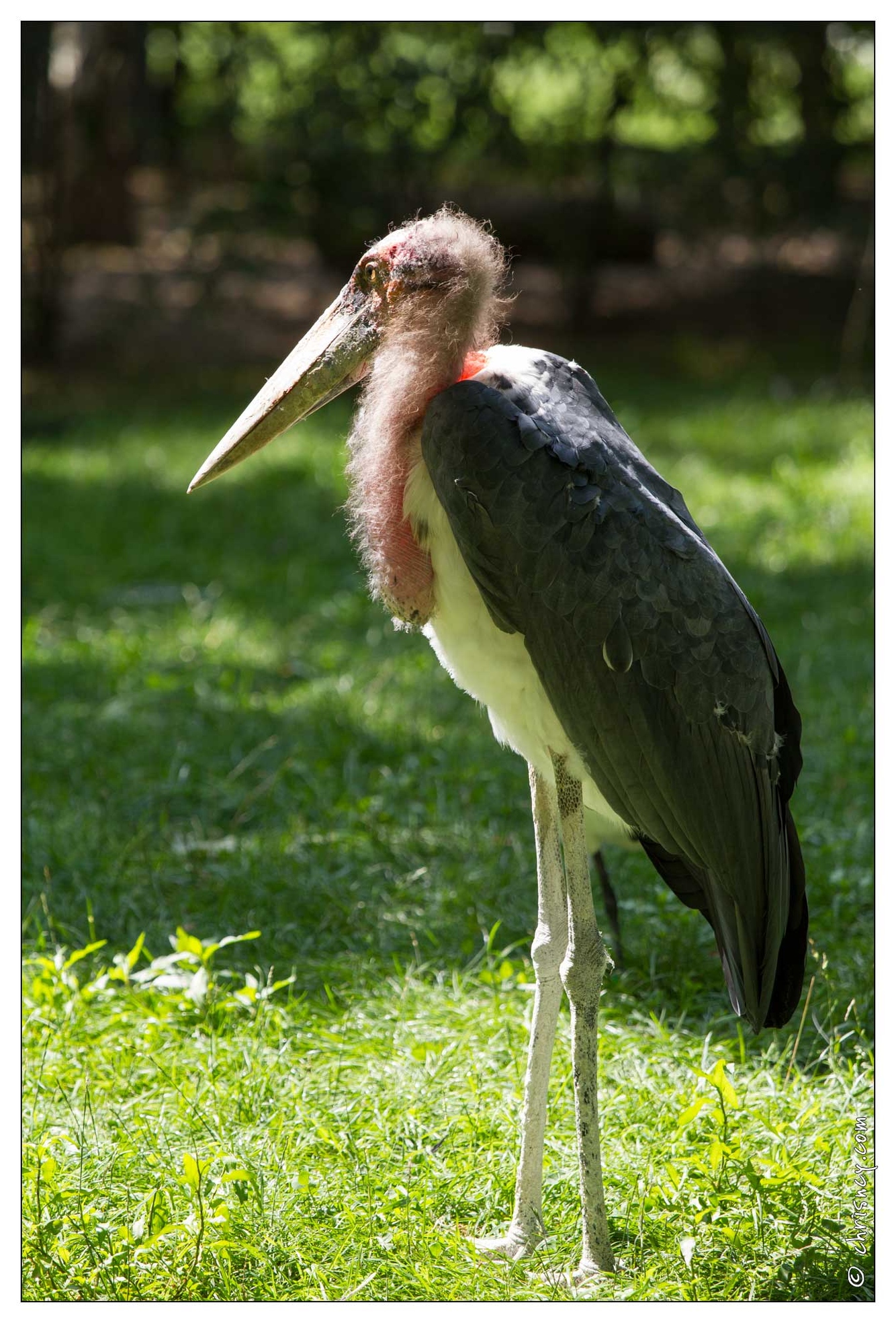 20100817-7091-Parc_aux_Oiseaux_Marabout.jpg