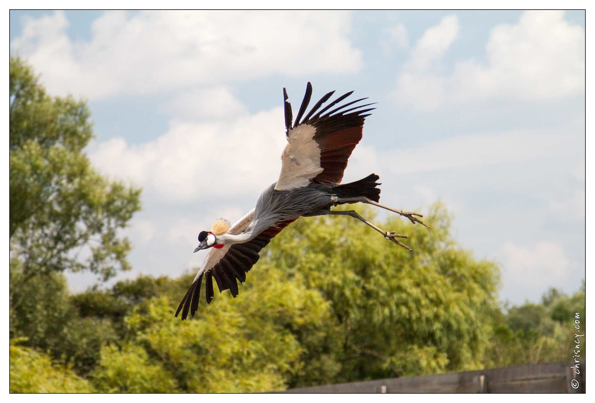 20100817-7230-Parc_aux_Oiseaux_Grue_Royale.jpg