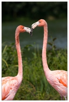 20100817-7299-Parc aux Oiseaux Flamant rose de Cuba