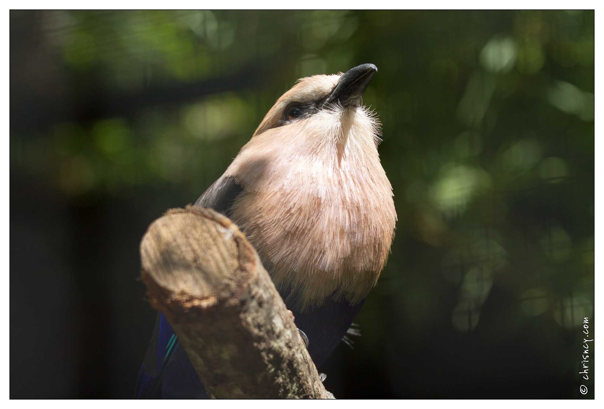 20100817-7322-Parc_aux_Oiseaux_Rollier_a_ventre_bleu.jpg