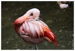 20100817-7344-Parc aux Oiseaux Flamant rose de Cuba