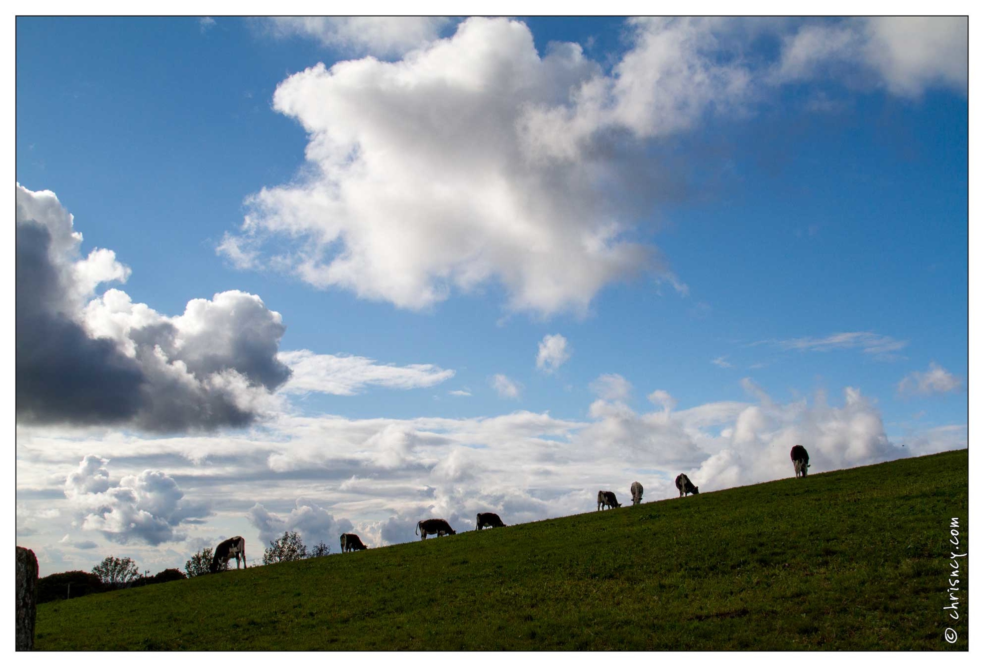 20100828-07_7519-Vaches_vosgiennes.jpg