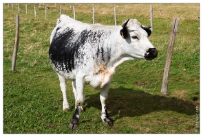 20100828-08 7470-Vache vosgienne