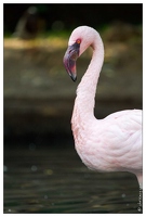 20101008-04 8859-Au zoo Amneville flamand rose