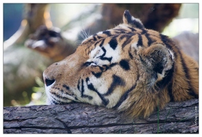 20101008-06 8864-Au zoo Amneville tigre