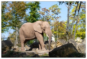 20101008-10 8887-Au zoo Amneville elephant